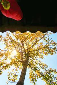 12月預告｜承天寺銀杏黃，是古城最絕的秋意