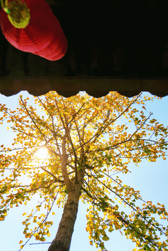 12月預告｜承天寺銀杏黃，是古城最絕的秋意