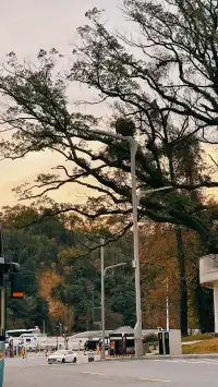 如琴湖的秋，是楓葉寫給山水的情書。