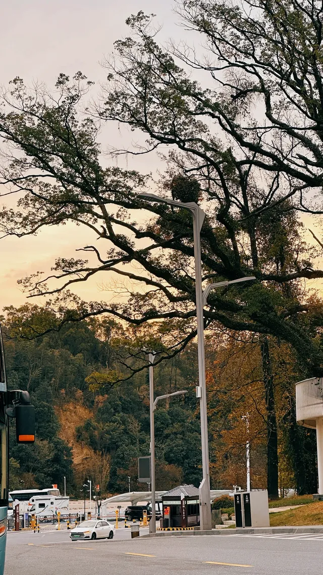 如琴湖的秋，是楓葉寫給山水的情書。