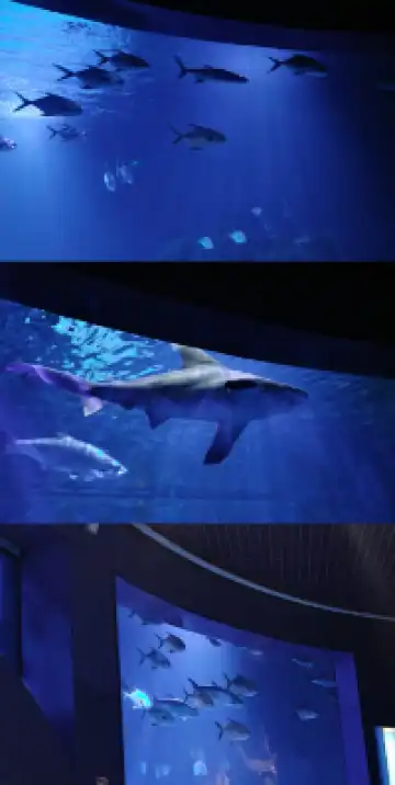 瓦倫西亞轉機4小時速通歐洲最大海洋館