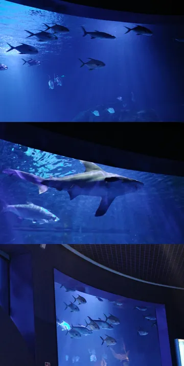 瓦倫西亞轉機4小時速通歐洲最大海洋館