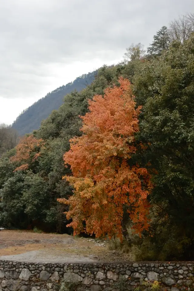 喇叭河秋日徒步封神踏彩林贏獎牌太有儀式感
