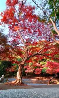 嶽麓山懶人一日遊攻略（超詳細版）