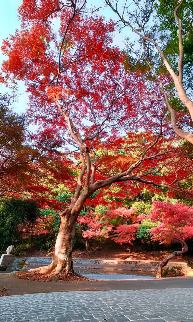 嶽麓山懶人一日遊攻略（超詳細版）
