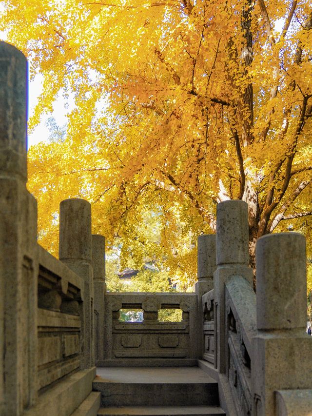上海小眾秋色天花板一扇金色之門驚艷了深秋！