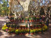 共青森林公園菊花展美翻啦