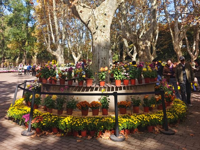 共青森林公園菊花展美翻啦 共青森林公園菊花展美翻啦