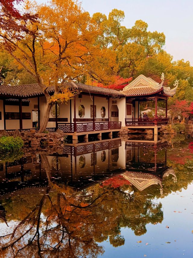 現在正是時候！銀杏全黃了！抓緊衝