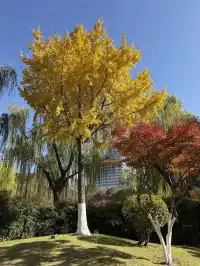 11.29實拍!月湖銀杏黃啦!真的好好看