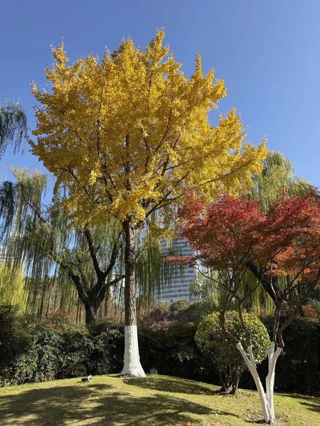 11.29實拍!月湖銀杏黃啦!真的好好看 11.29實拍!月湖銀杏黃啦!真的好好看