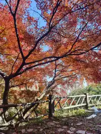 留住秋天的一百種方式之莫干山的楓葉