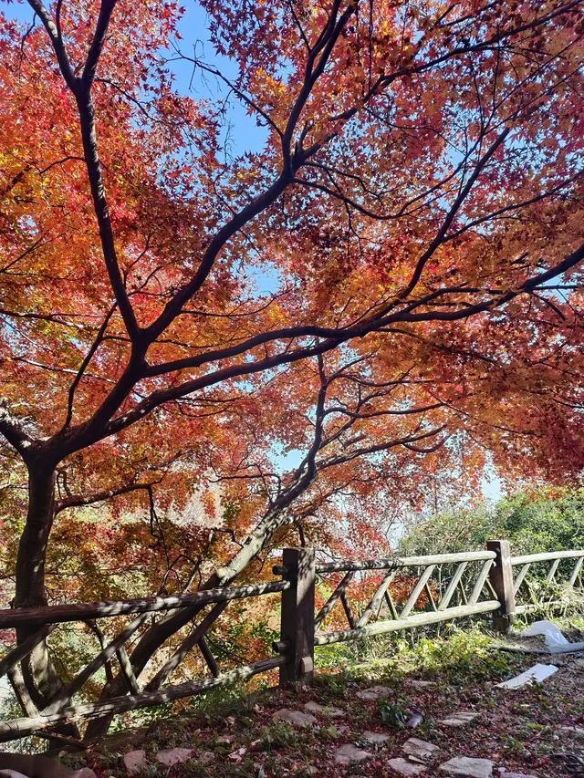 留住秋天的一百種方式之莫干山的楓葉