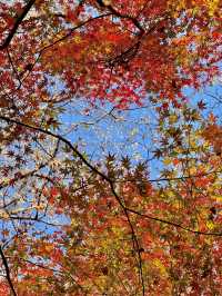 12.6棲霞山實況！！！南京的秋天瘋狂了！！！