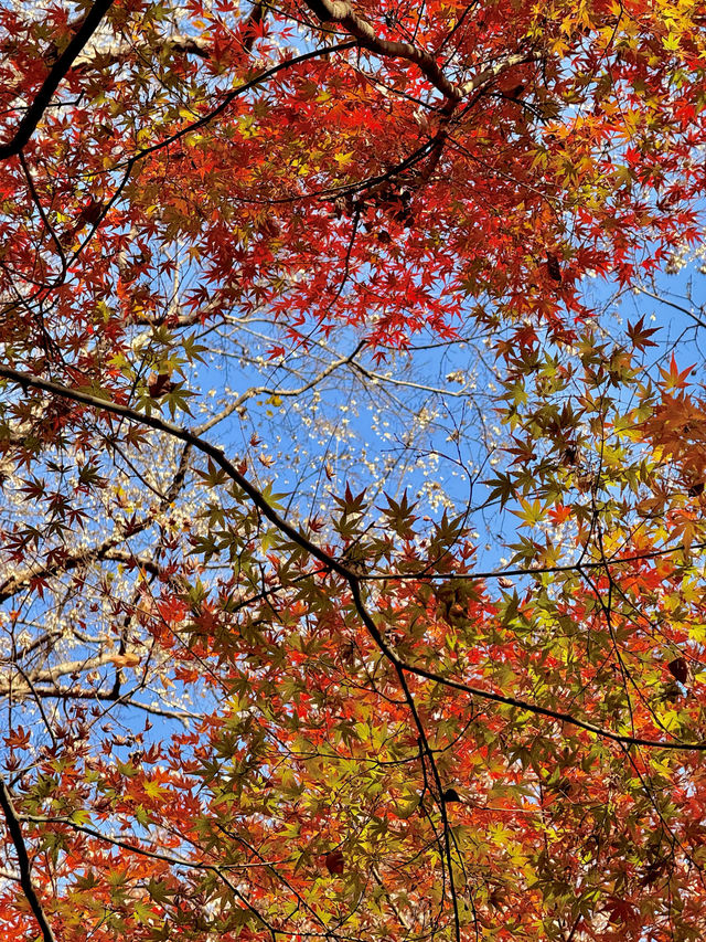 12.6棲霞山實況！！！南京的秋天瘋狂了！！！