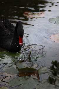 金色的粉黛是冬季的明信片