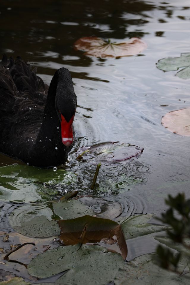 金色的粉黛是冬季的明信片 金色的粉黛是冬季的明信片