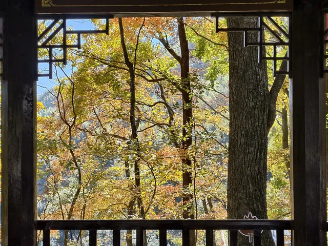 今日實況,指南村的楓葉紅了 今日實況,指南村的楓葉紅了