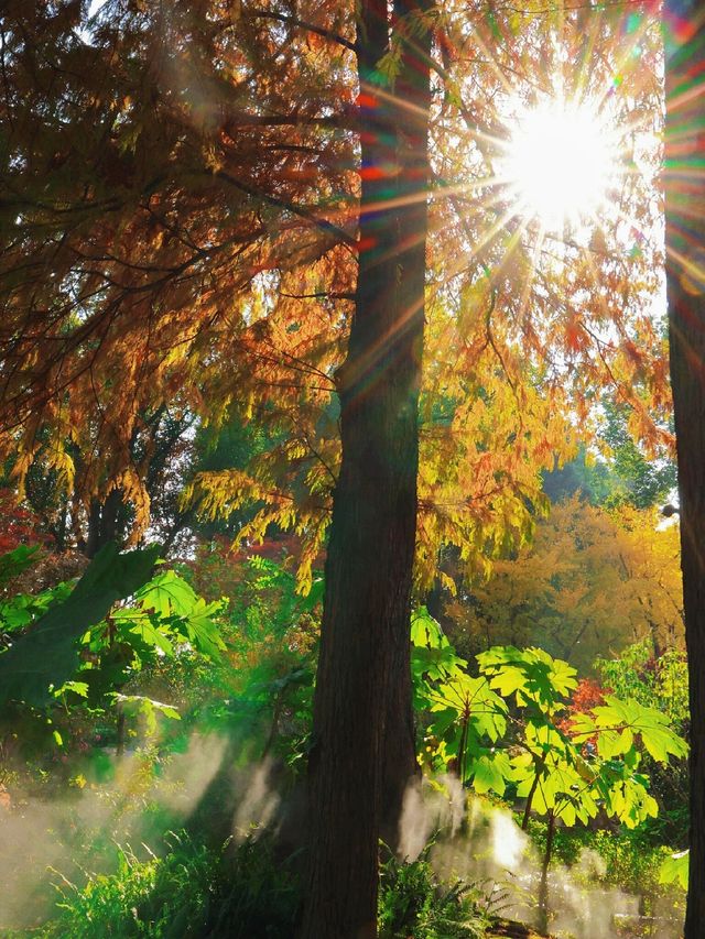 秋日魔都光影秘境