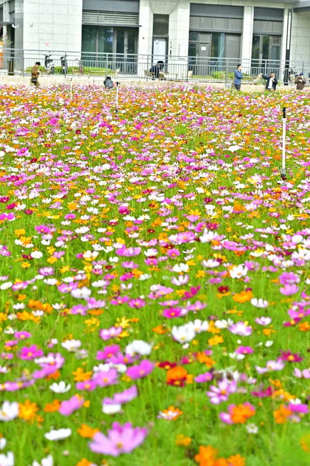 深圳全新花海五彩格桑花🩷免費拍照