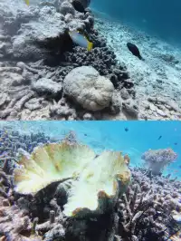 仙本那跳島路線選對了