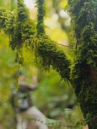 徒步在真正的天然氧吧之中~