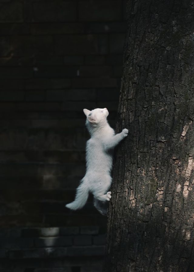 【住美豪，尋冬趣｜遇見香火與暖陽交織的古都冬天】