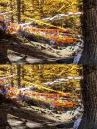 稻城亞丁|沖古寺和神秘的經幡森林