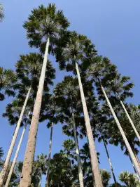 西雙版納的中科院植物園yyds！