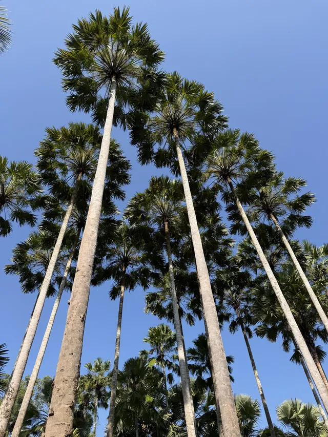 西雙版納的中科院植物園yyds！