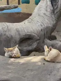 上海野生動物園衝了
