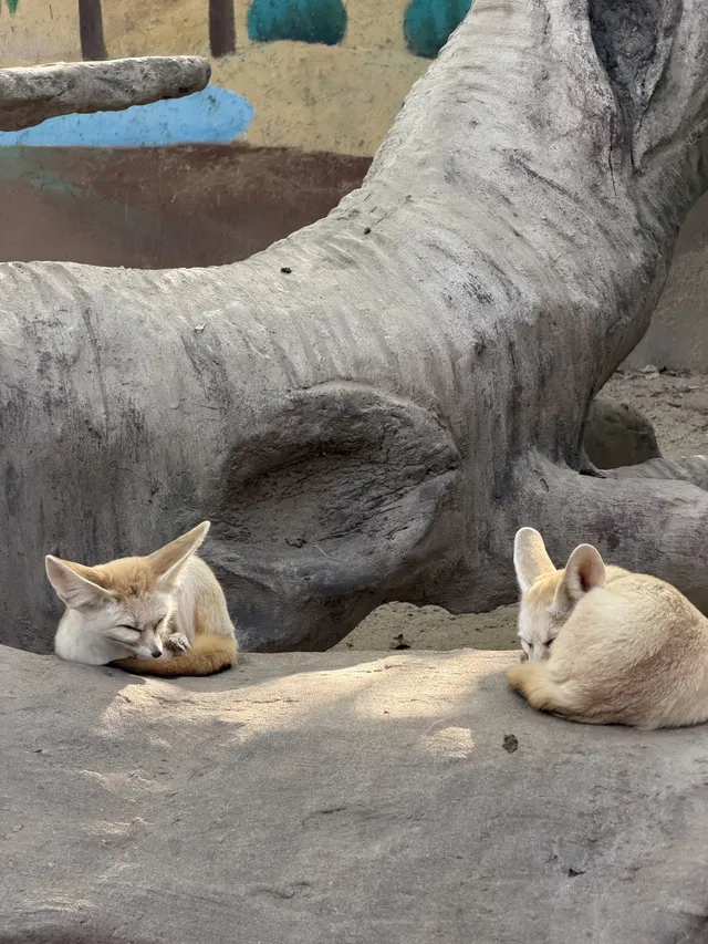 上海野生動物園衝了
