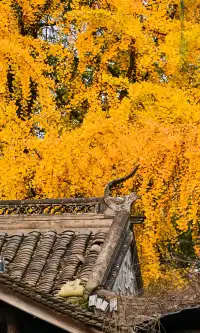 不是蘇州園林，是成都易園