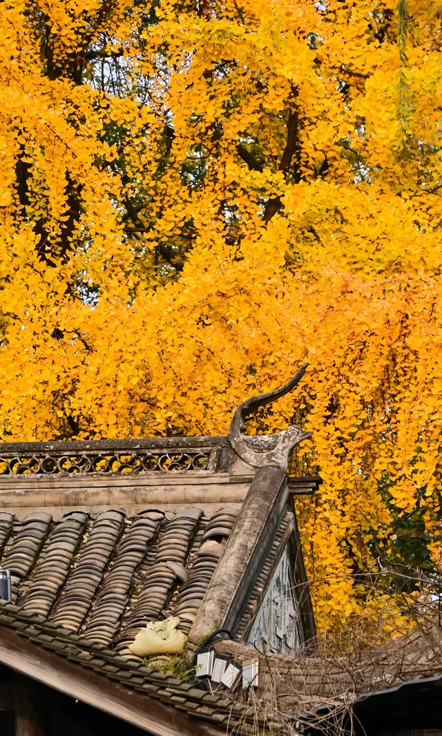 不是蘇州園林，是成都易園