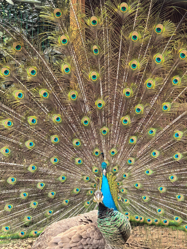 從無錫出發，一個半小時就能抵達的親子度假酒店！長興芳草地度假酒店簡直是帶娃放電的完美選擇，我們家崽崽