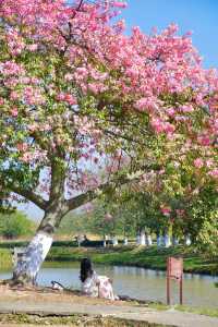 佛山異木棉花海驚艷綻放秒穿越粉紅春天!