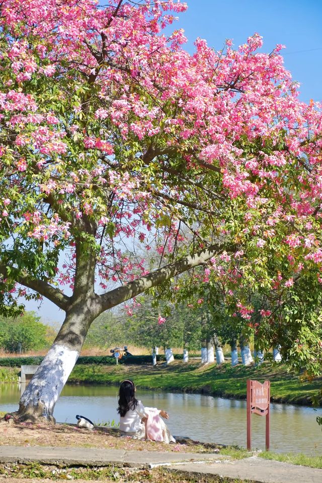 佛山異木棉花海驚艷綻放秒穿越粉紅春天! 佛山異木棉花海驚艷綻放秒穿越粉紅春天!
