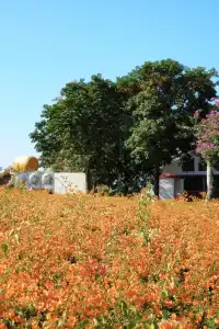 在廈門馬銮灣一起走三角梅花路啦!
