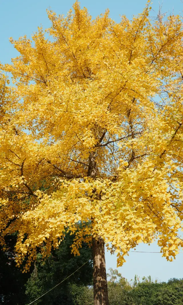 武漢東湖邊藏了個金色+鏽紅色的油畫秋天 武漢東湖邊藏了個金色+鏽紅色的油畫秋天