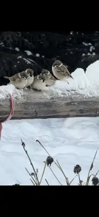 禾木冬日治癒圖鑑