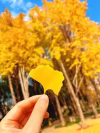 報劉海粟綠地 銀杏濃度已達99.9%