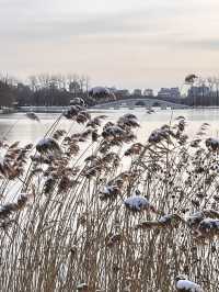 冬日限定雪景蘆葦打卡地