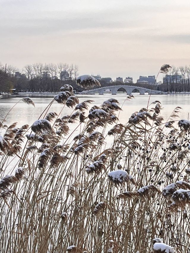 冬日限定雪景蘆葦打卡地
