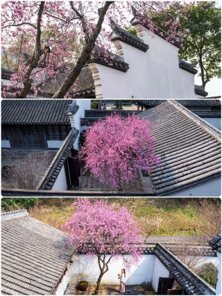 寧波の梅の花が咲きました！この花見スポットをぜひ覚えておいてください