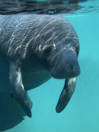 ในฟลอริดา มีกิจกรรมพายเรือคายัคชมพะยูน (พร้อมชมจระเข้ด้วย)