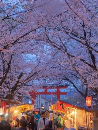 京都人私藏的賞櫻秘境