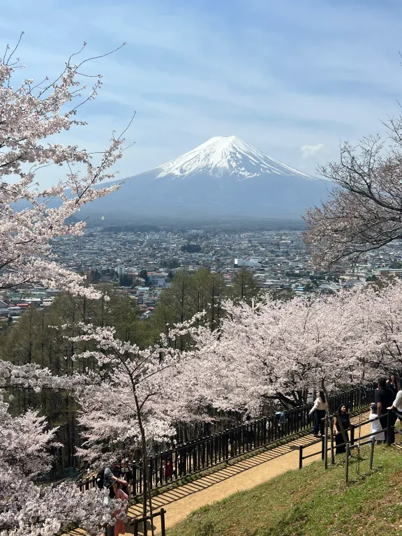 富士山の桜リッチになろう | Trip.com 富士河口湖