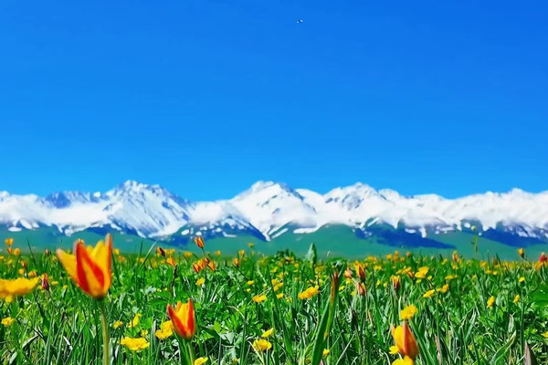 Explore the Sky Garden Nalati and Unlock the Northern Xinjiang