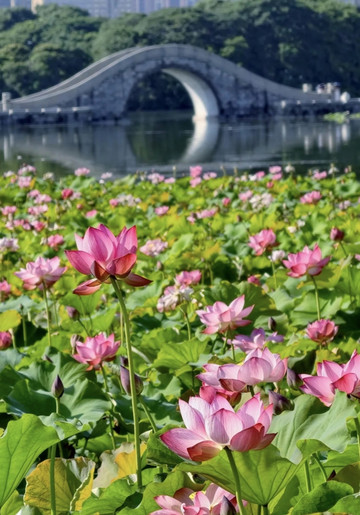 月湖公園の蓮の花が夏を完全に支配！ | Trip.com 長沙