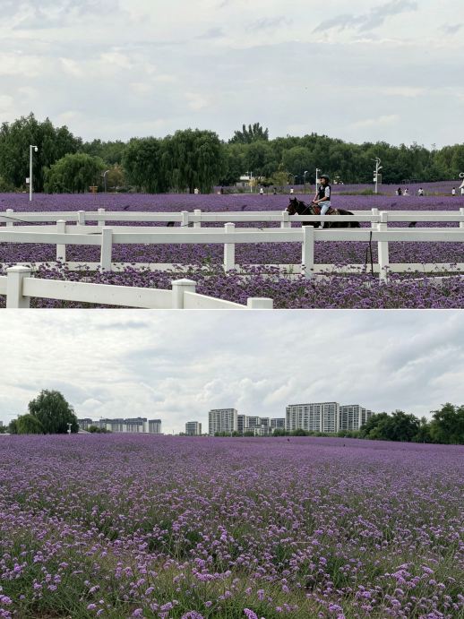 Jinchang, Gansu | The hidden purple romance of the Northwest, the Zijin Flower Sea is breathtaking
